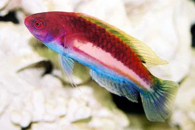 Yellowband wrasse (Cirrhilabrus luteovittatus)