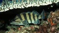 Yellowbanded perch (Acanthistius cinctus)