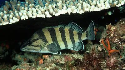 Yellowbanded perch (Acanthistius cinctus)