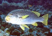 Yellowbanded sweetlips (Plectorhinchus lineatus)
