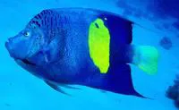 Yellowbar angelfish (Pomacanthus maculosus)