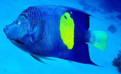 Yellowbar angelfish (Pomacanthus maculosus)