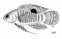 Yellowbar basslet (Lipogramma robinsi)