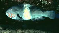 Yellowbar parrot (Calotomus zonarchus)
