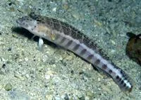 Yellowbar sandperch (Parapercis xanthozona)
