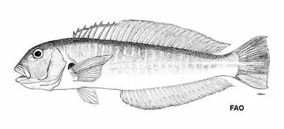 Yellowbar tilefish (Caulolatilus williamsi)