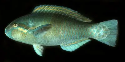 Yellowbarred parrotfish (Scarus dimidiatus)
