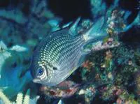 Yellowbelly damselfish (Amblyglyphidodon leucogaster)