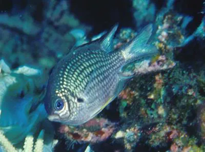 Yellowbelly damselfish (Amblyglyphidodon leucogaster)