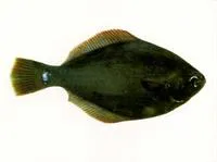 Yellowbelly flounder (Rhombosolea leporina)
