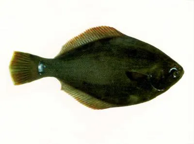 Yellowbelly flounder (Rhombosolea leporina)