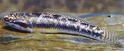 Yellowbelly gudgeon (Allomogurnda nesolepis)