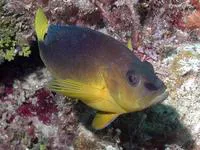 Yellowbelly hamlet (Hypoplectrus aberrans)