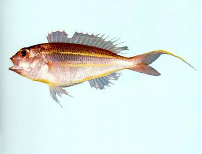 Yellowbelly threadfin bream (Nemipterus bathybius)