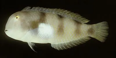 Yellowblotch razorfish (Iniistius aneitensis)