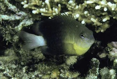 Yellowbreasted damsel (Pomacentrus xanthosternus)
