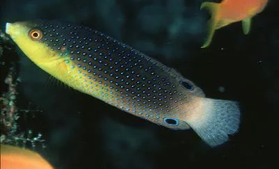 Yellowbreasted wrasse (Anampses twistii)