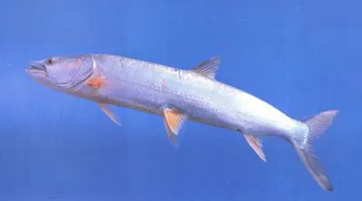 Yellowcheek (Elopichthys bambusa)