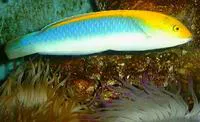 Yellowcheek wrasse (Halichoeres cyanocephalus)