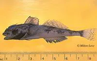 Yellowchin sculpin (Icelinus quadriseriatus)