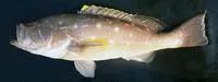 Yellowedge grouper (Hyporthodus flavolimbatus)