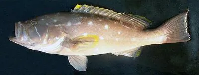 Yellowedge grouper (Hyporthodus flavolimbatus)