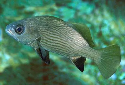 Yelloweye croaker (Odontoscion xanthops)