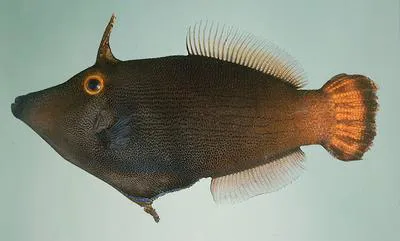 Yelloweye filefish (Pervagor alternans)