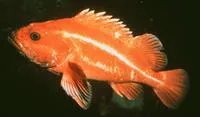Yelloweye rockfish (Sebastes ruberrimus)