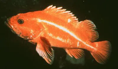 Yelloweye rockfish (Sebastes ruberrimus)