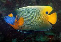 Yellowface angelfish (Pomacanthus xanthometopon)