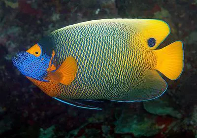 Yellowface angelfish (Pomacanthus xanthometopon)