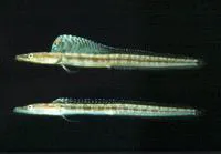 Yellowface pikeblenny (Chaenopsis limbaughi)