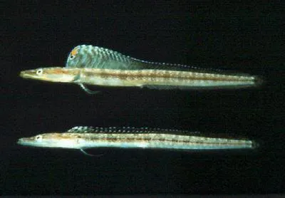 Yellowface pikeblenny (Chaenopsis limbaughi)