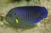 Yellowfin angelfish (Centropyge flavipectoralis)