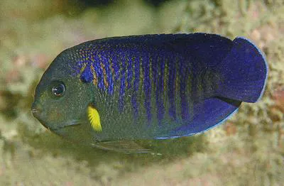 Yellowfin angelfish (Centropyge flavipectoralis)