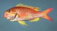 Yellowfin bass (Anthias nicholsi)