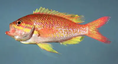 Yellowfin bass (Anthias nicholsi)