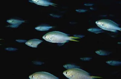Yellowfin chromis (Chromis xanthopterygia)