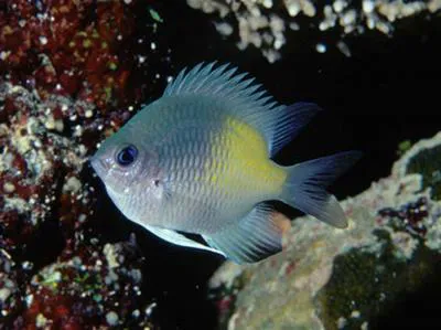 Yellowfin damsel (Amblyglyphidodon flavilatus)
