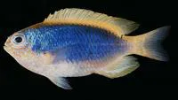 Yellowfin damselfish (Chrysiptera flavipinnis)