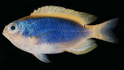 Yellowfin damselfish (Chrysiptera flavipinnis)