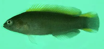 Yellowfin dottyback (Pseudochromis wilsoni)