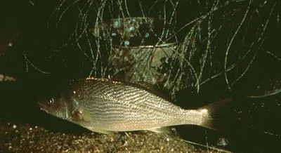 Yellowfin drum (Umbrina roncador)