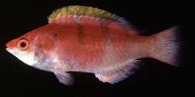 Yellowfin fairy wrasse (Cirrhilabrus flavidorsalis)