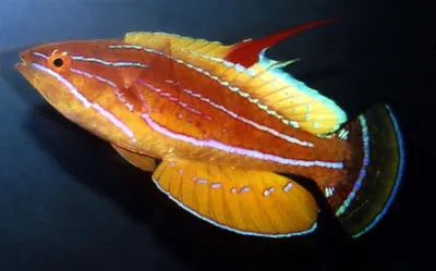 Yellowfin flasher wrasse (Paracheilinus flavianalis)