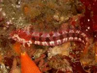 Yellowfin fringehead (Neoclinus stephensae)