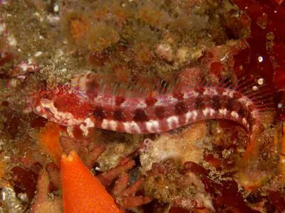 Yellowfin fringehead (Neoclinus stephensae)