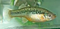 Yellowfin gambusia (Gambusia alvarezi)