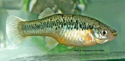 Yellowfin gambusia (Gambusia alvarezi)